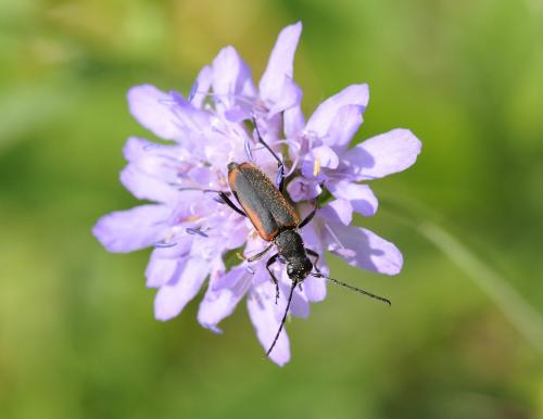 Anastrangalia dubia